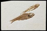 Four Knightia Fossil Fish - Wyoming #95629-3